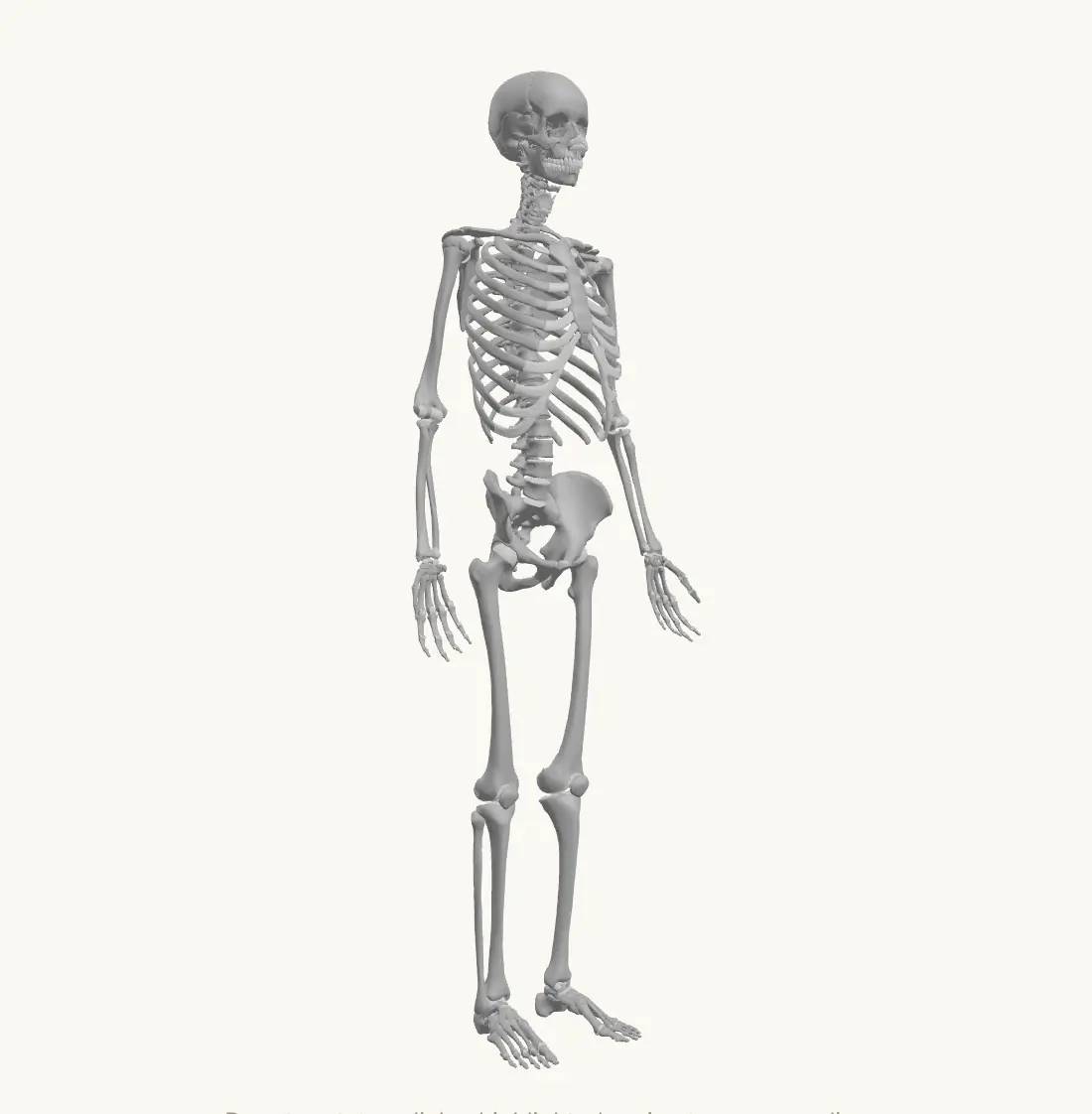 Preview of Materia's interactive skeletal model